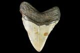 Fossil Megalodon Tooth - North Carolina #109001-2